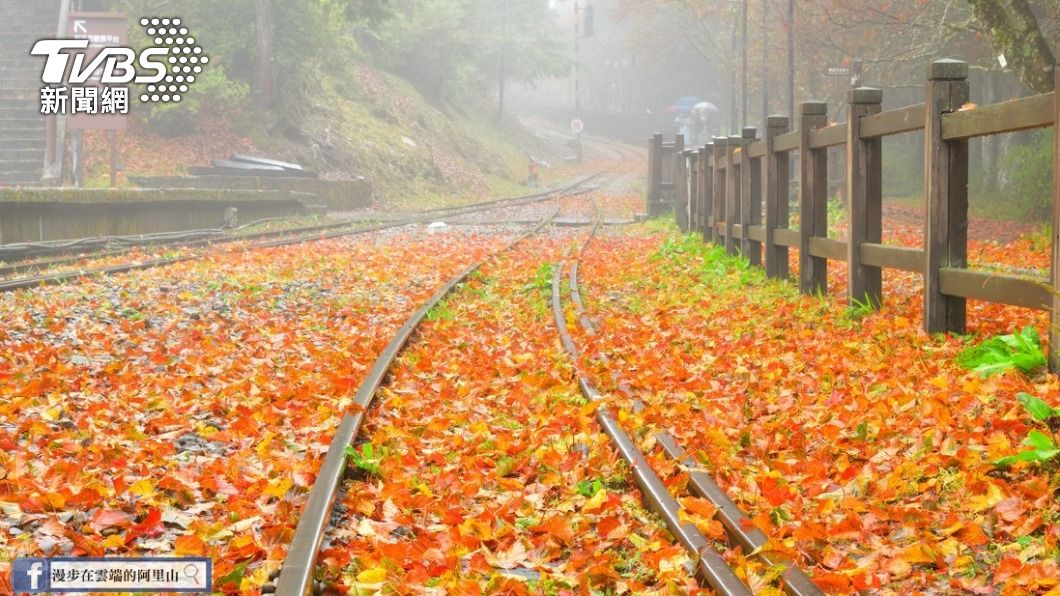 經過風雨摧殘,阿里山慈雲寺出現「楓葉地毯」。(圖/黃源明提供)