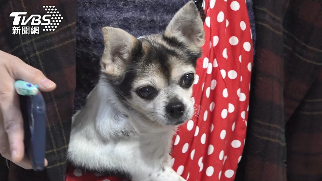 圖/TVBS