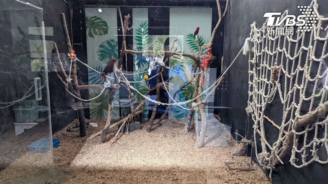 混養鸚鵡、綠鬣蜥遭疑環境差 新竹市動物園澄清
