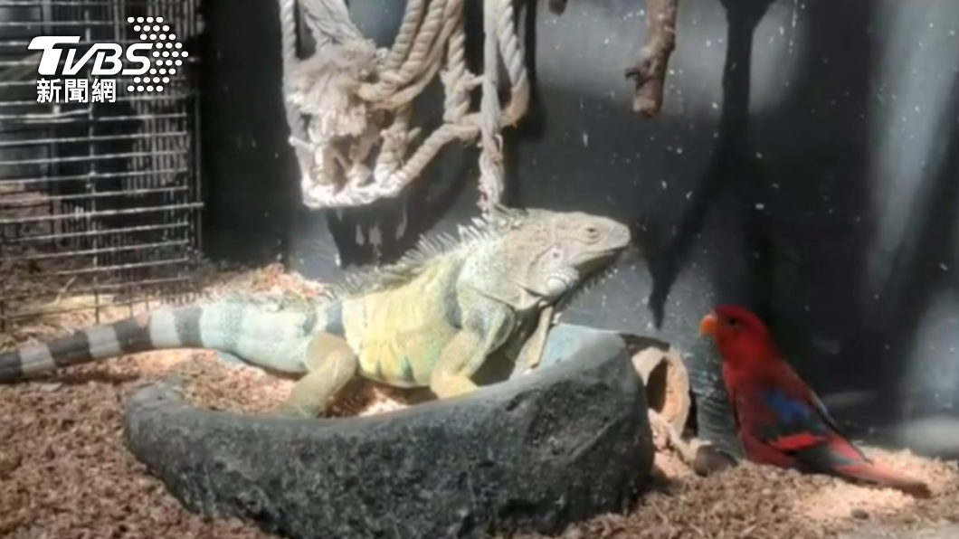 與綠鬣蜥混養!鸚鵡疑嚇壞「自殘拔毛」 竹市動物園澄清