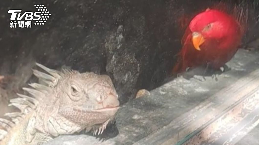 新竹市動物園昆蟲館遭指控，將鸚鵡和綠鬣蜥混養，造成鸚鵡自殘。（圖／新竹市政府提供）