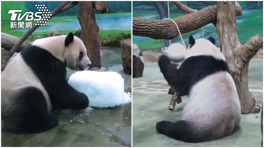 「團團」發現碎冰裡面沒東西，便轉頭玩玩具。（圖／動物園提供）
