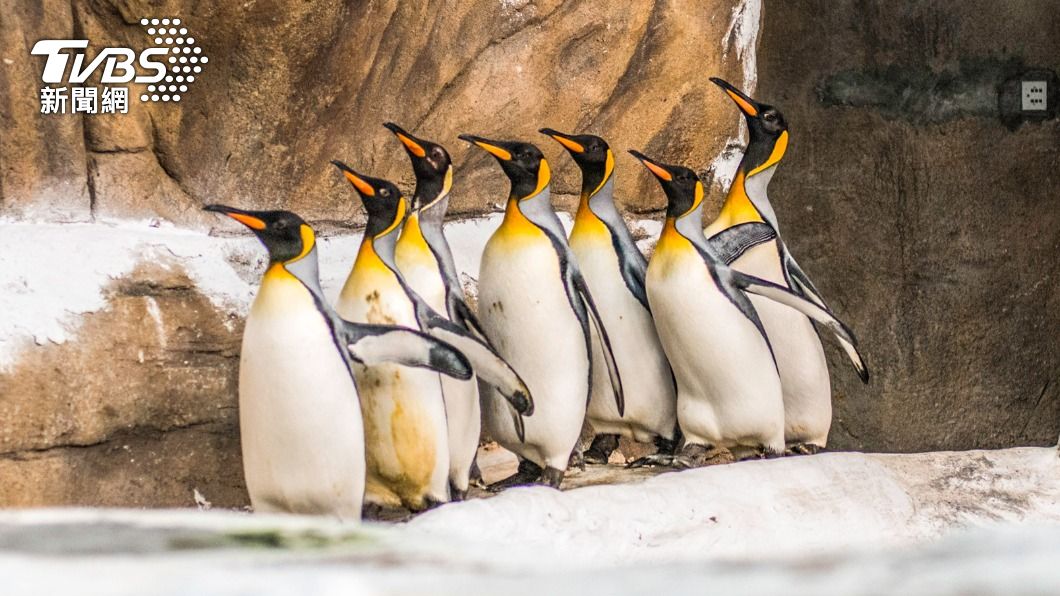 國王企鵝熱情贊助大貓熊許多碎冰。(圖/動物園提供)