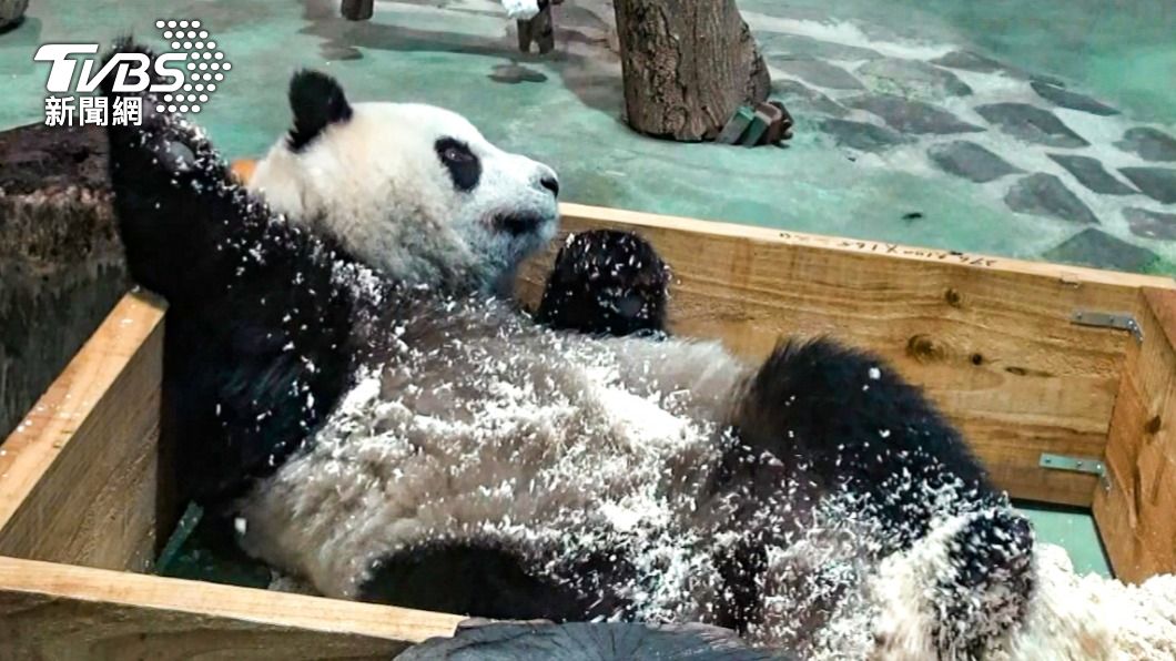 大貓熊超愛玩木屑。(圖/動物園提供)