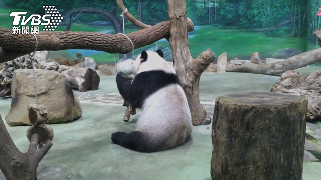 「團團」發現碎冰裡面沒東西,便轉頭玩玩具。(圖/動物園提供)