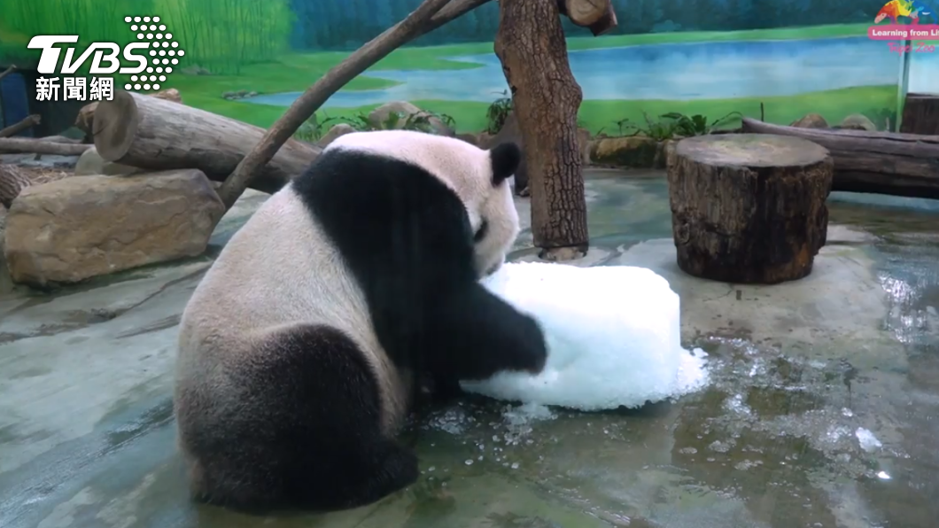 「團團」發現碎冰裡面沒東西,便轉頭玩玩具。(圖/動物園提供)