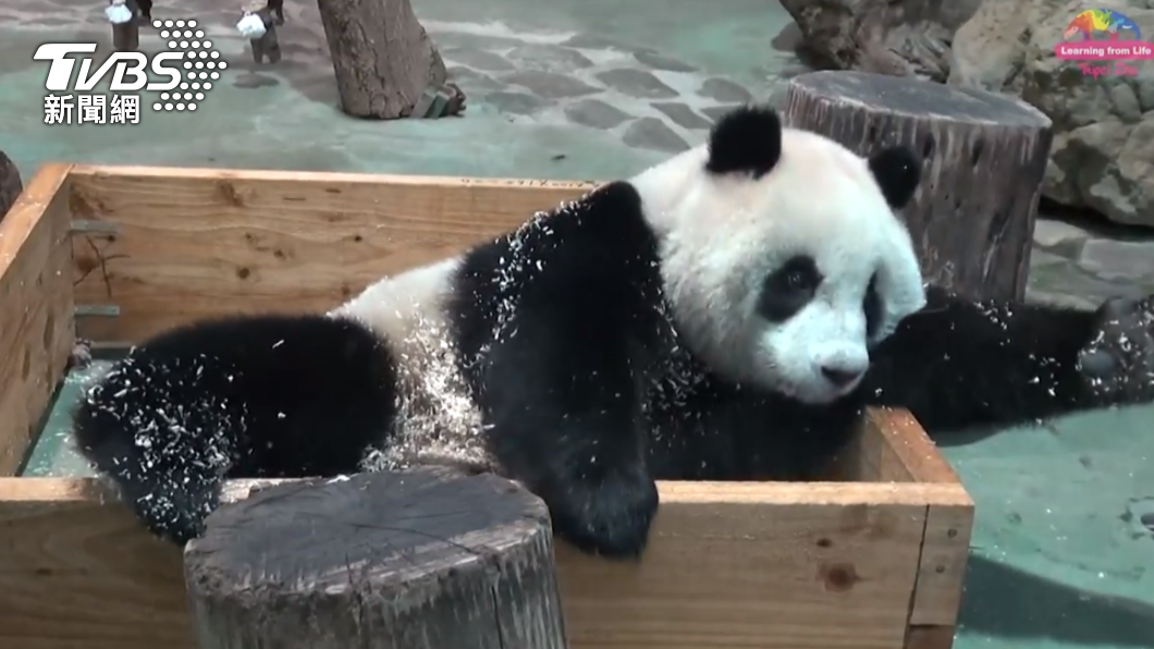 大貓熊超愛玩木屑。(圖/動物園提供)