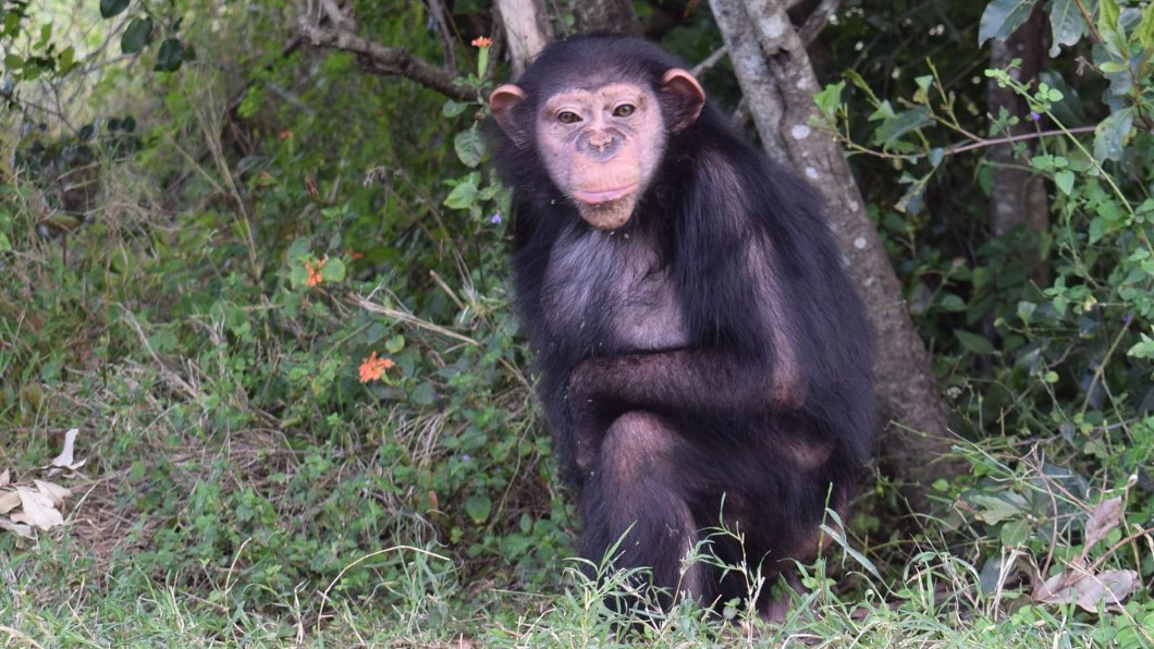 芭蘭被人類養大,成長過程都遭同類排擠。(圖/翻攝自Ol Pejeta Conservancy Facebook)