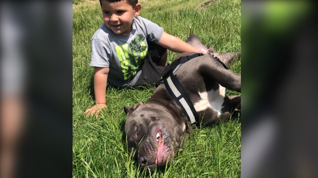 卡斯提洛的小孩與惡霸犬相處融洽。(圖/翻攝自@pablo_americanxlbully Instagram)