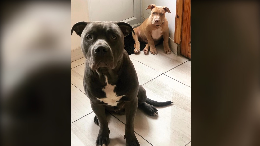 卡斯提洛將逮捕嫌犯功勞歸給2隻愛犬。(圖/翻攝自@pablo_americanxlbully Instagram)