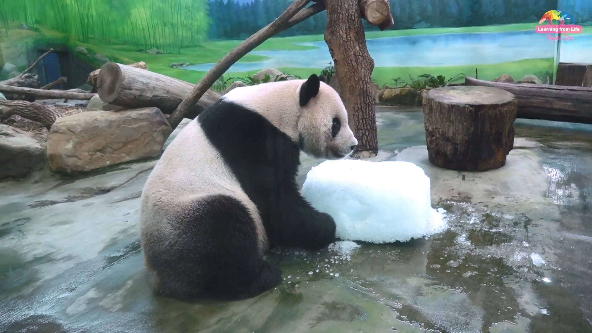 圖/台北市立動物園提供