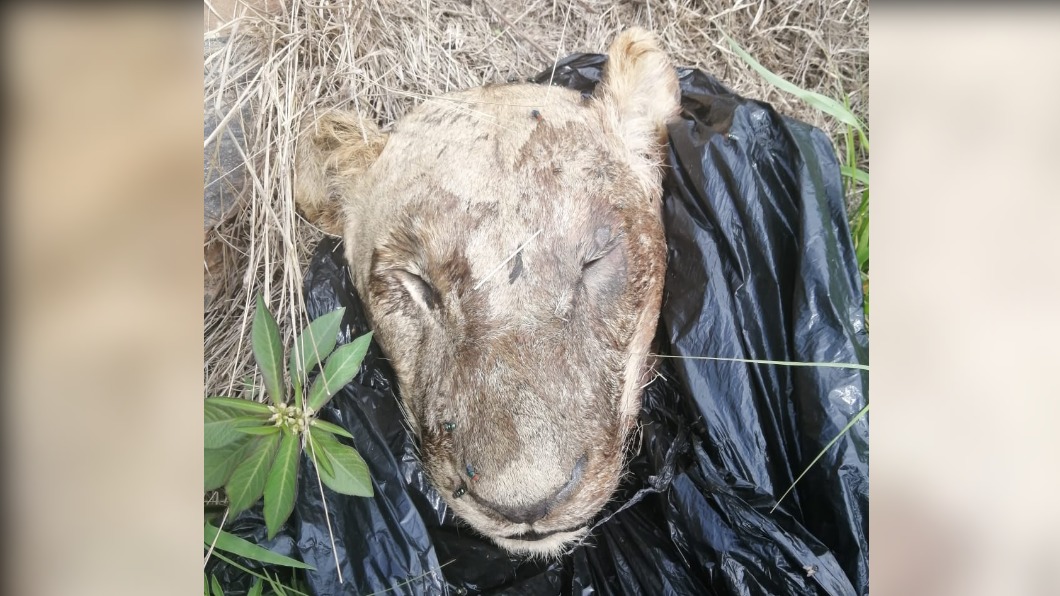 這對夫妻試圖將獅頭賣出從中獲利。(圖/翻攝自Save the Beasts. Stop the Slaughter FB)