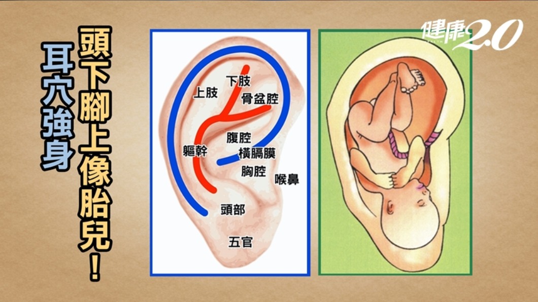 耳穴。（圖／TVBS《健康2.0》）