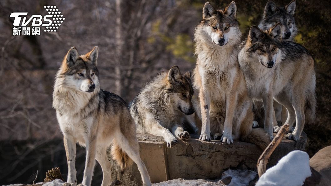 法國狼群集體破壞柵欄越獄　動物園因這原因忍痛遭射殺