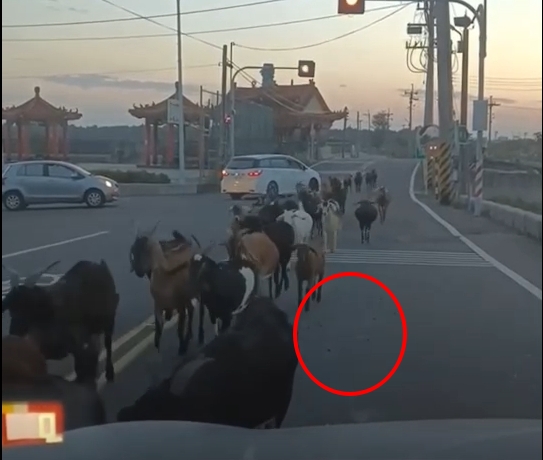 網友發現羊群邊跑邊排泄。(圖/翻攝自爆廢公社二館)