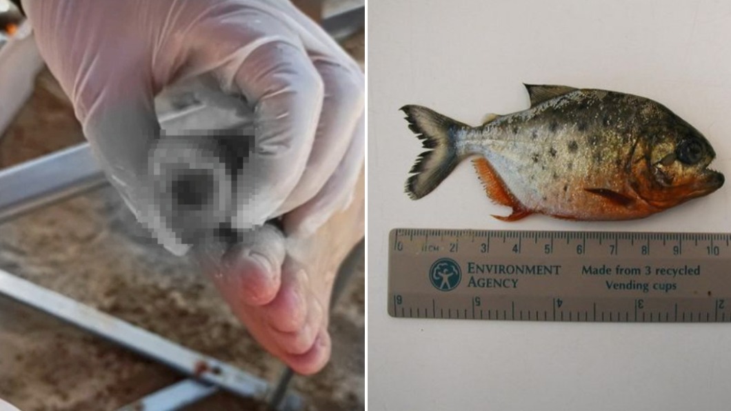 阿根廷父子河中戲水遭食人魚圍攻！腳趾被啃掉一截大噴血
