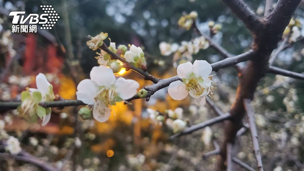 嘉義縣梅山鄉山上的梅花逐漸開了。(圖/中央社)
