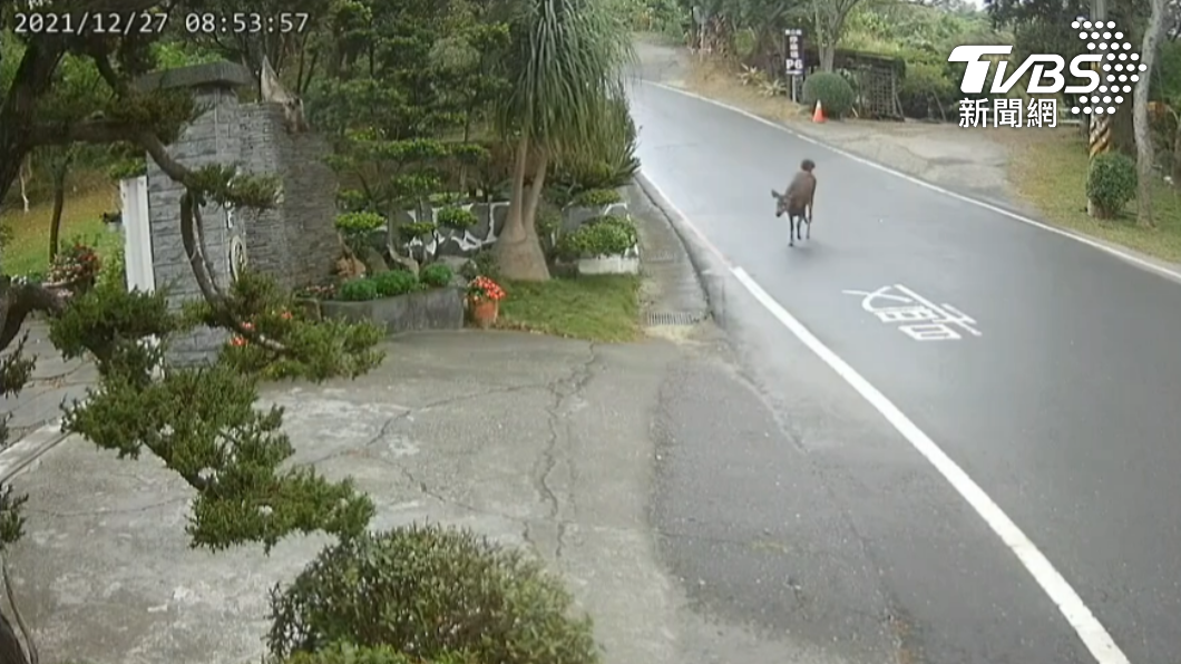水鹿橫越馬路,朝豪宅狂奔。(圖/讀者提供)