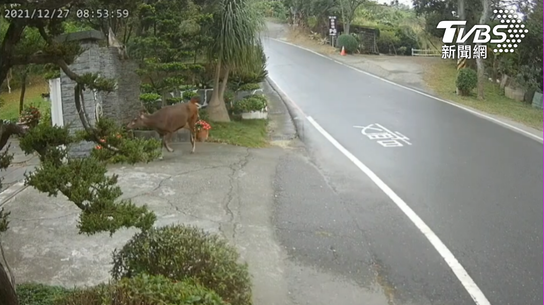 水鹿橫越馬路,朝豪宅狂奔。(圖/讀者提供)