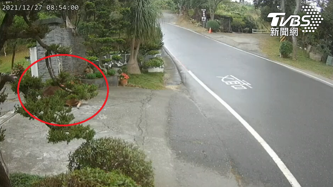 水鹿橫越馬路跑到豪宅門口,被屋主喝斥嚇到腿軟摔倒。(圖/讀者提供)