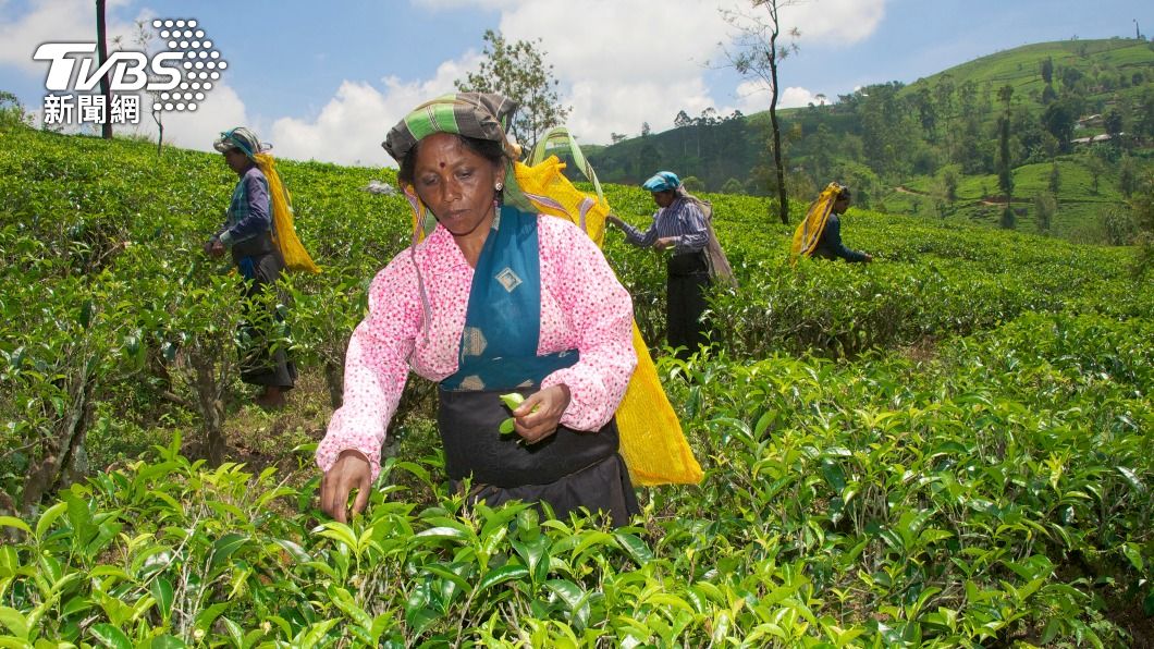斯里蘭卡陷經濟危機 窮到用紅茶葉「分期付款」還石油債