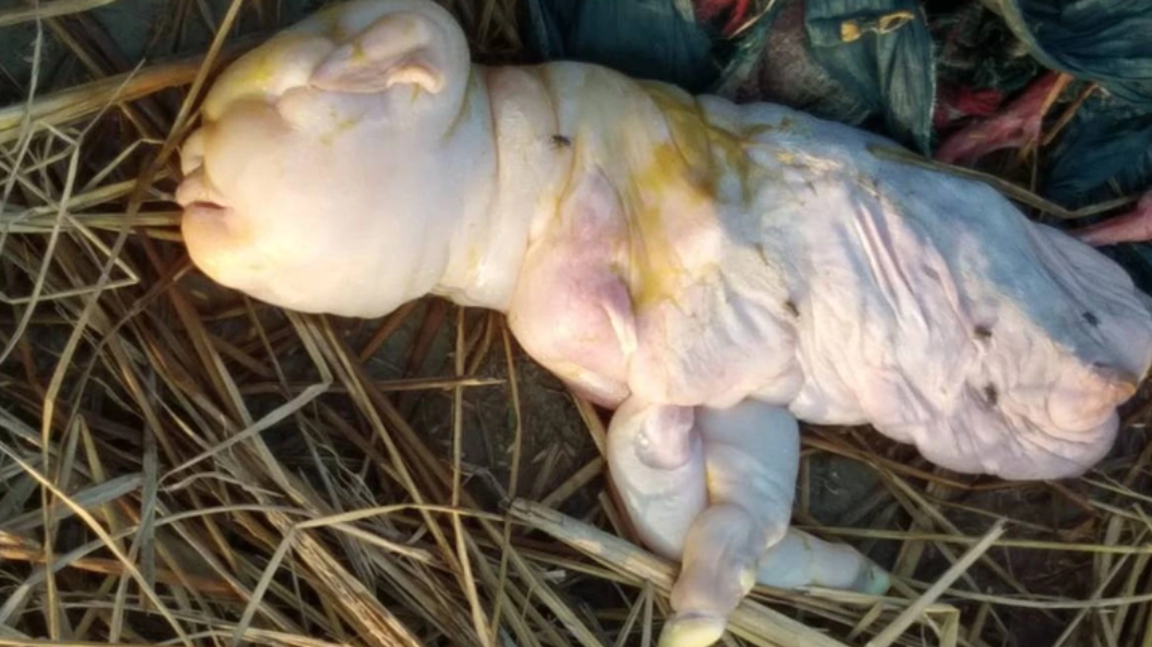 印度黑羊生下「人面畸胎」　皮膚蒼白充滿皺褶只有2條腿