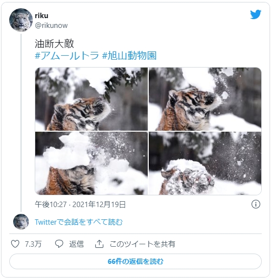 老虎大意被雪砸臉,照片看起來像四格漫畫。(圖/翻攝自@rikunow推特)