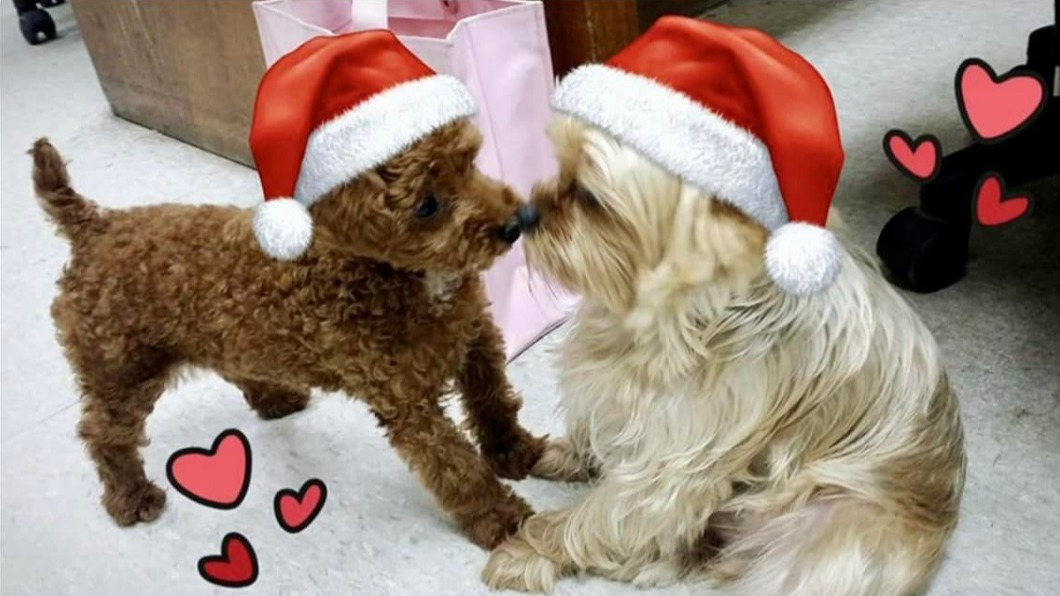陳美鳳曬出愛犬親吻照。（圖／翻攝自陳美鳳臉書）