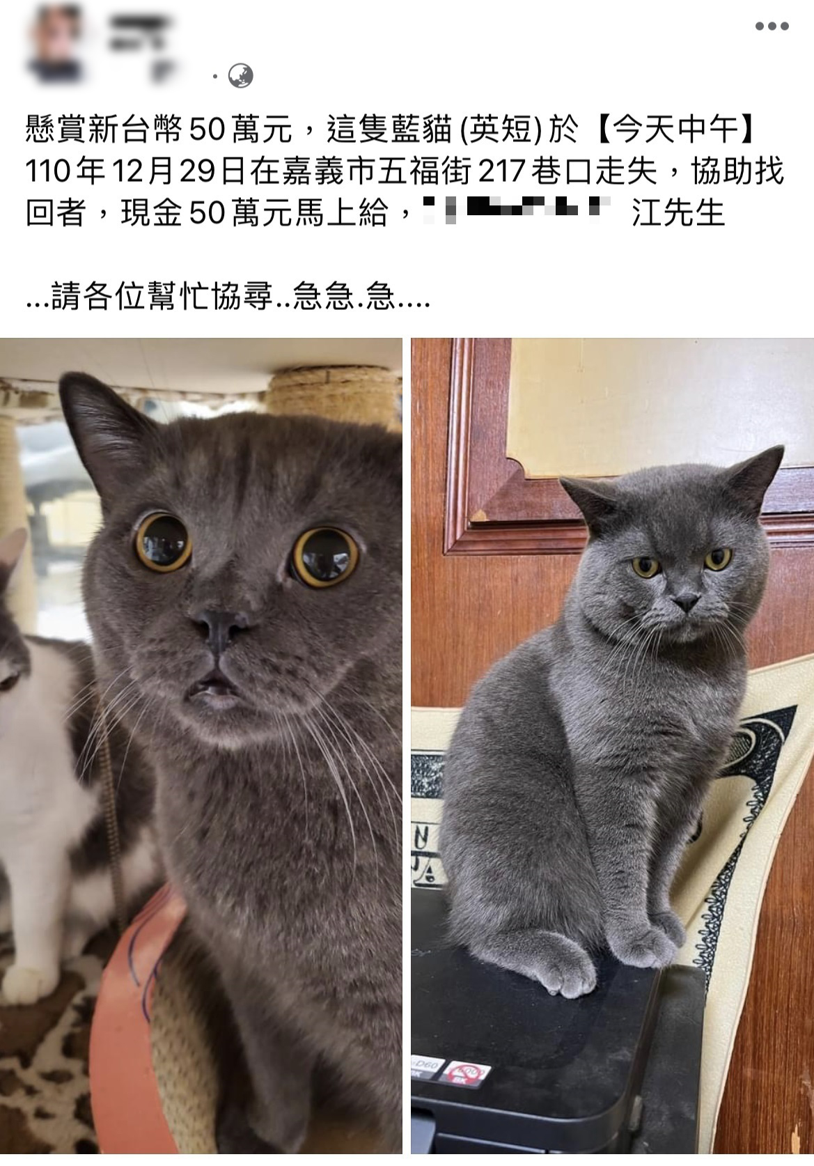 民眾懸賞50萬找貓,引發熱議。(圖/翻攝自臉書「嘉義綠豆大小事」)