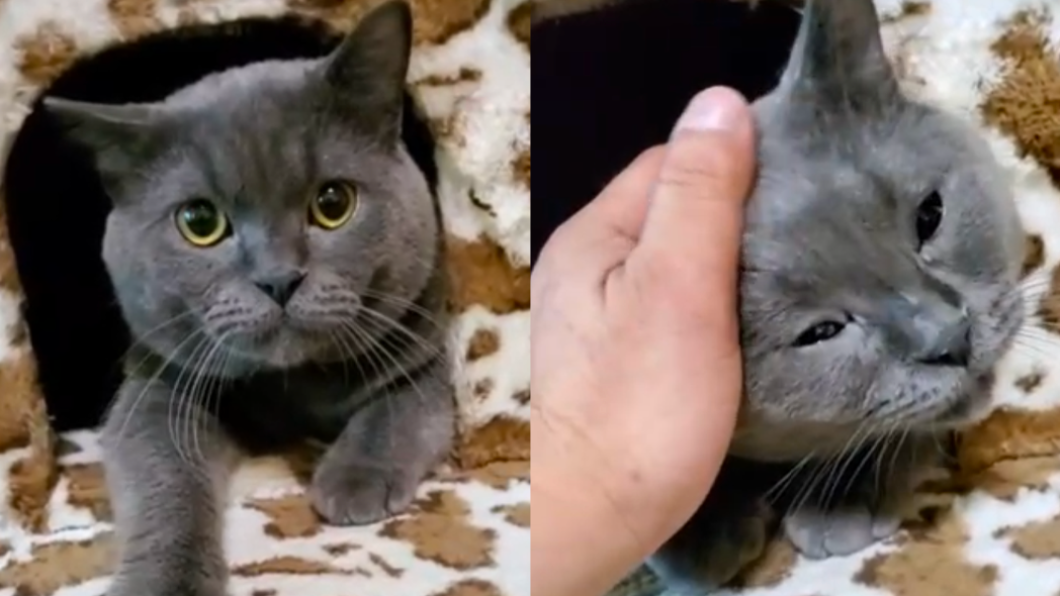 「弟弟」與飼主一家非常親近。(圖/飼主提供)