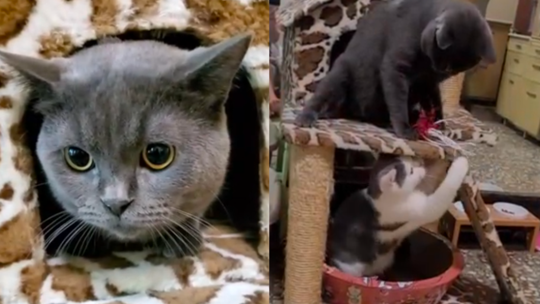 飼主家中有兩隻貓。(圖/飼主提供)