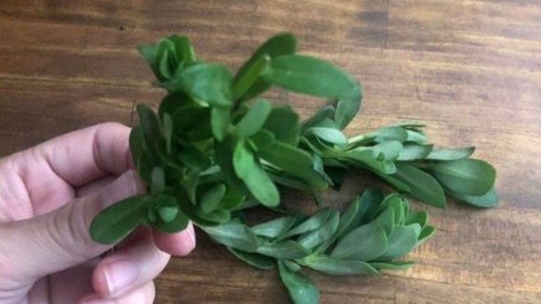 不是茼蒿!「這菜」以前拿來餵豬 今成內行人才知好料