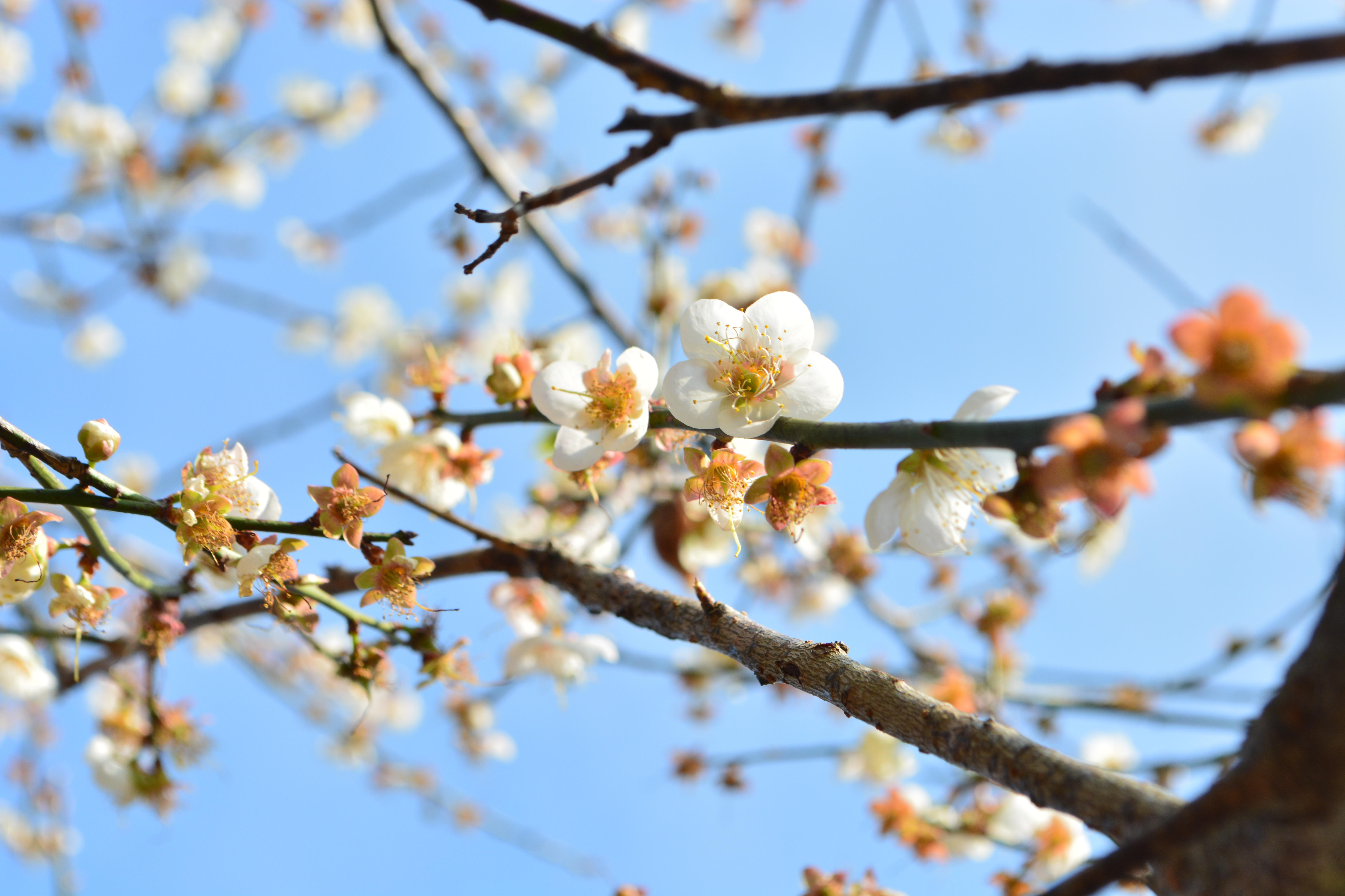 角板山一年一度的梅花季又到了。（圖／桃園市政府提供）
