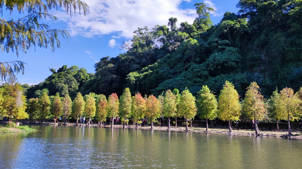 桃園有7處落羽松美景，一株株筆直的落羽松宛如國外冬景。（圖／桃園市政府提供）