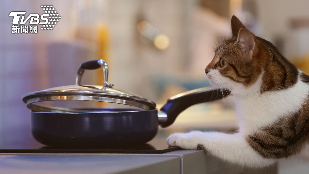 貓咪可能無意間誤觸家中爐火的開關,進而引發火勢。(示意圖/shutterstock達志影像)