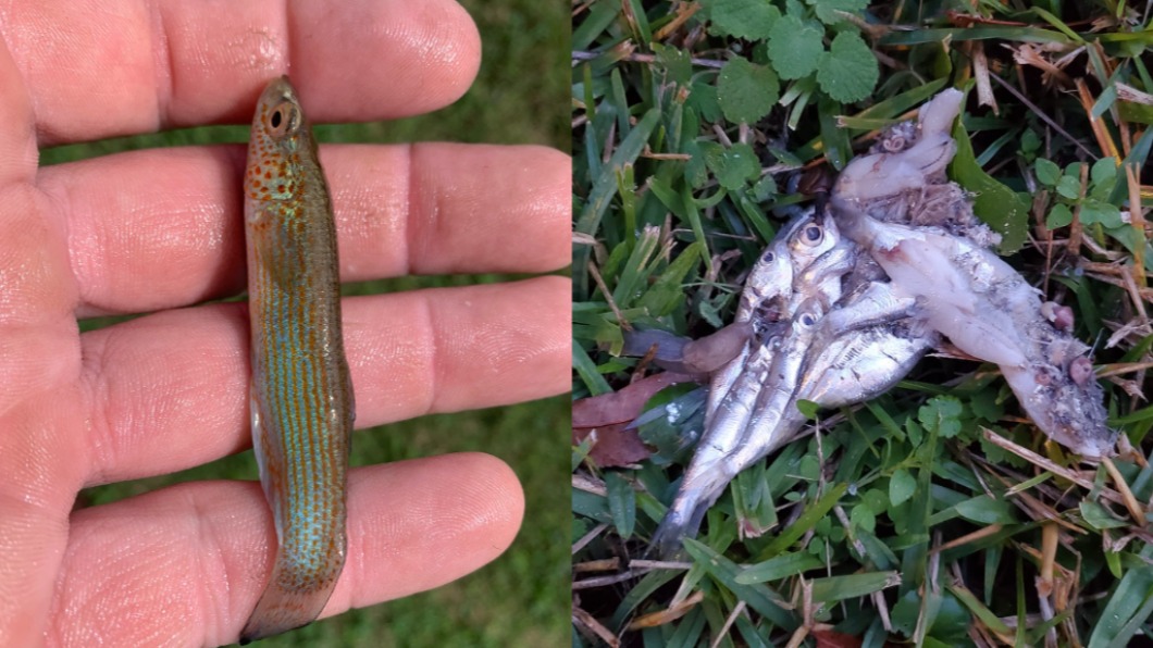 奇異氣候現象!美國德州竟下起「小魚」 原因曝光