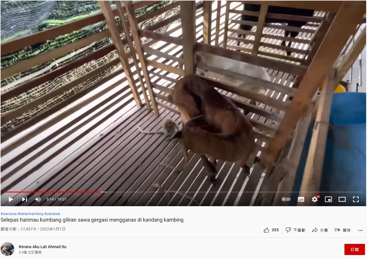 羊隻陸續遭到攻擊。(圖/翻攝自Kerana Aku Lah Ahmad Itu YouTube)