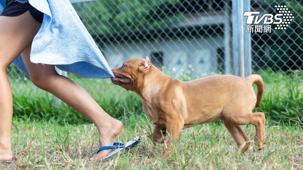 狗狗胸前掛鐵管是為了防止追人。（示意圖／shutterstock達志影像）