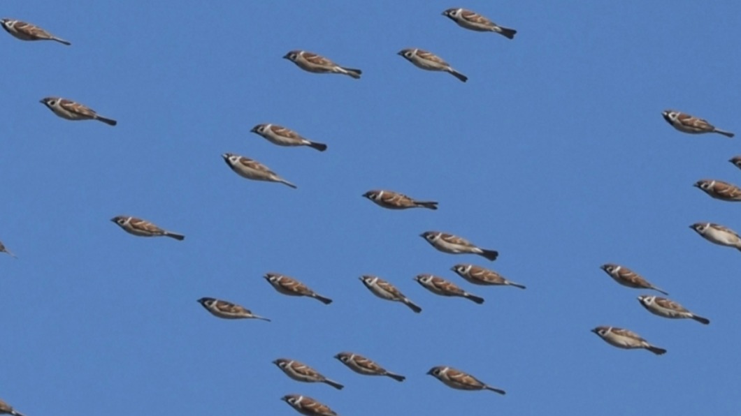 還以為是魚！日本麻雀天空化作魚群　網笑稱：雀風特攻隊