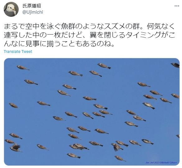 麻雀被拍到在一瞬同時收緊翅膀。(圖/翻攝自@Ujimichi推特)