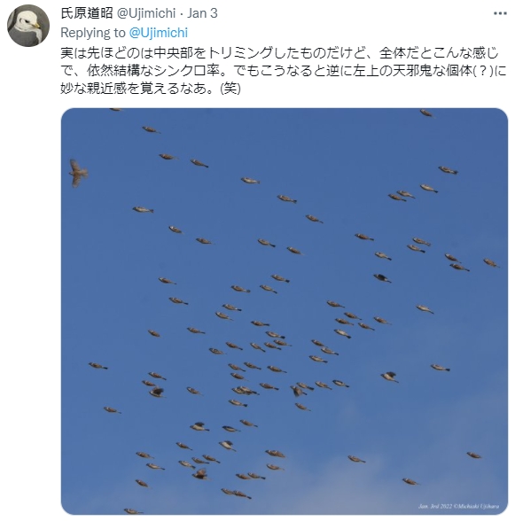 不過整齊飛行的只有位於中間的麻雀群。(圖/翻攝自@Ujimichi推特)