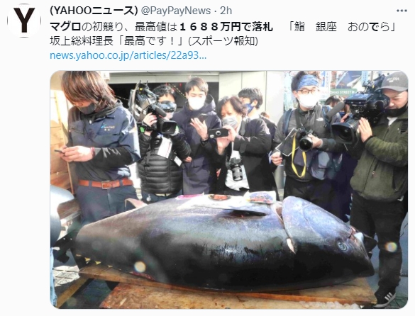 今年最大黑鮪魚以1688萬日圓賣出。（圖／翻攝自@PayPayNews推特）