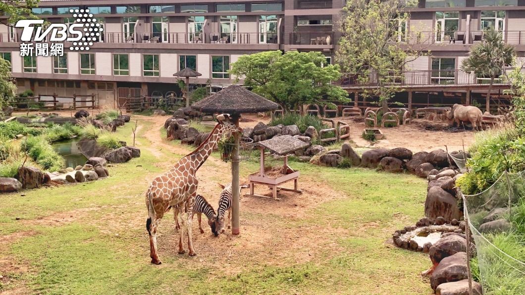 能近距離跟各種非洲動物互動的新竹關西六福莊。(圖/六福旅遊集團提供)