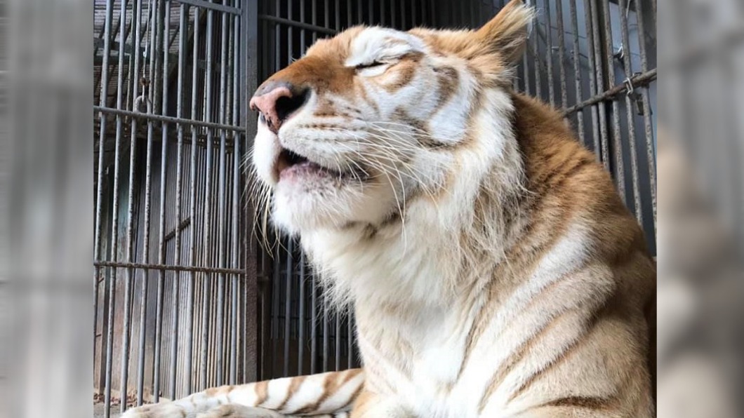 日本動物園人氣虎襲保育員 2人重傷、1人右手遭咬斷