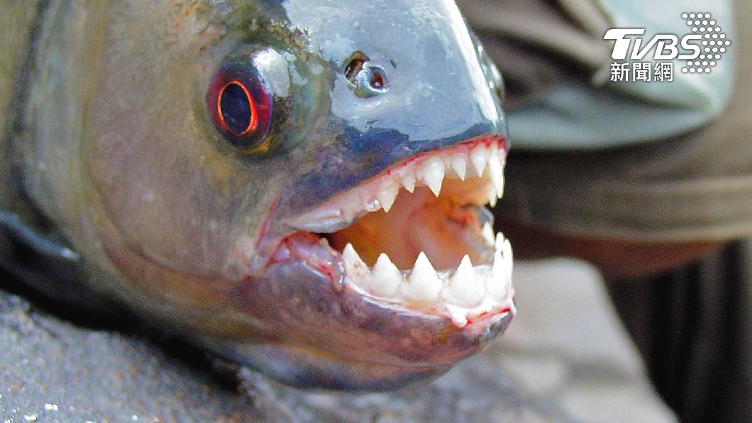 食人魚攻擊!巴西2歲女童失足墜河 慘遭「狂啃頸部」身亡