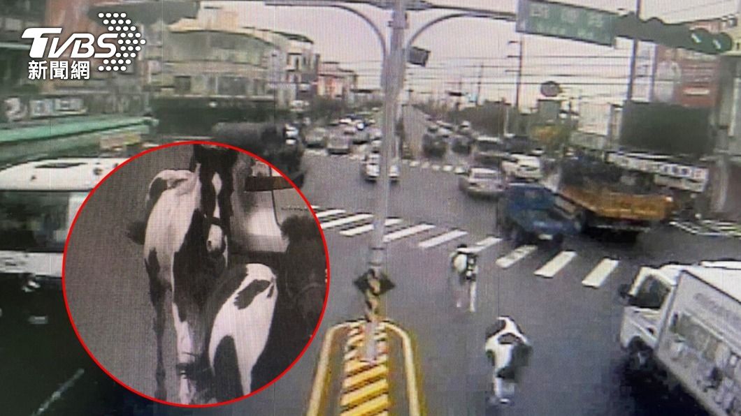 衝啊!台中「馬路」真的有馬 2匹亂入車道飼主挨罰