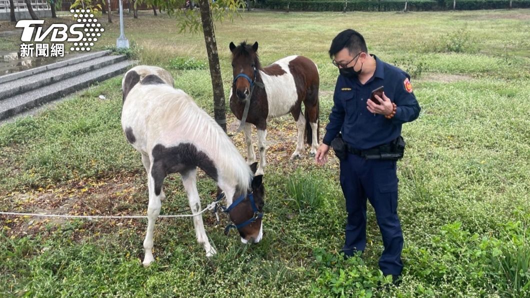 警方在大里區瑞城公園發現2匹馬正在悠閒吃草。(圖/警方提供)