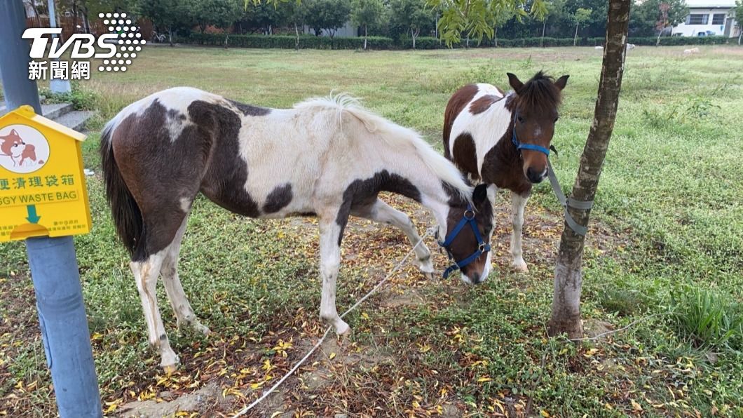 警方在大里區瑞城公園發現2匹馬正在悠閒吃草。(圖/警方提供)