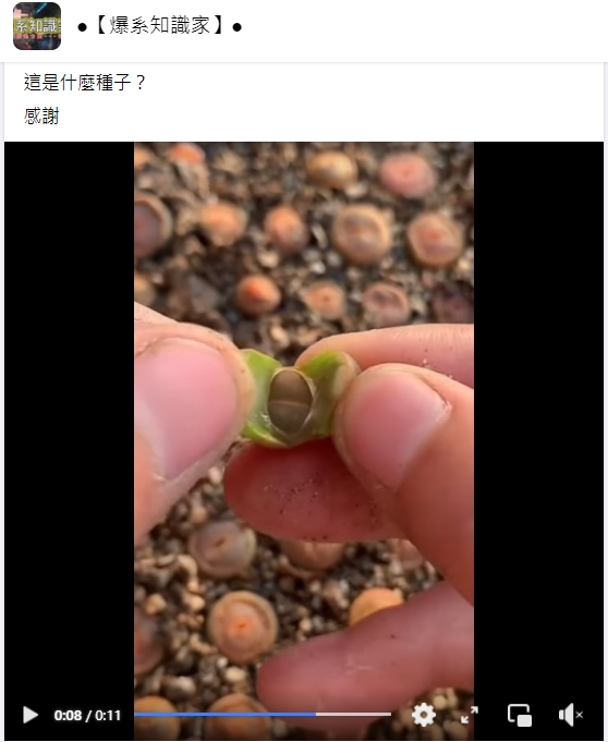 網友在臉書詢問這是什麼種子。(圖/翻攝自臉書社團《爆系知識家》)