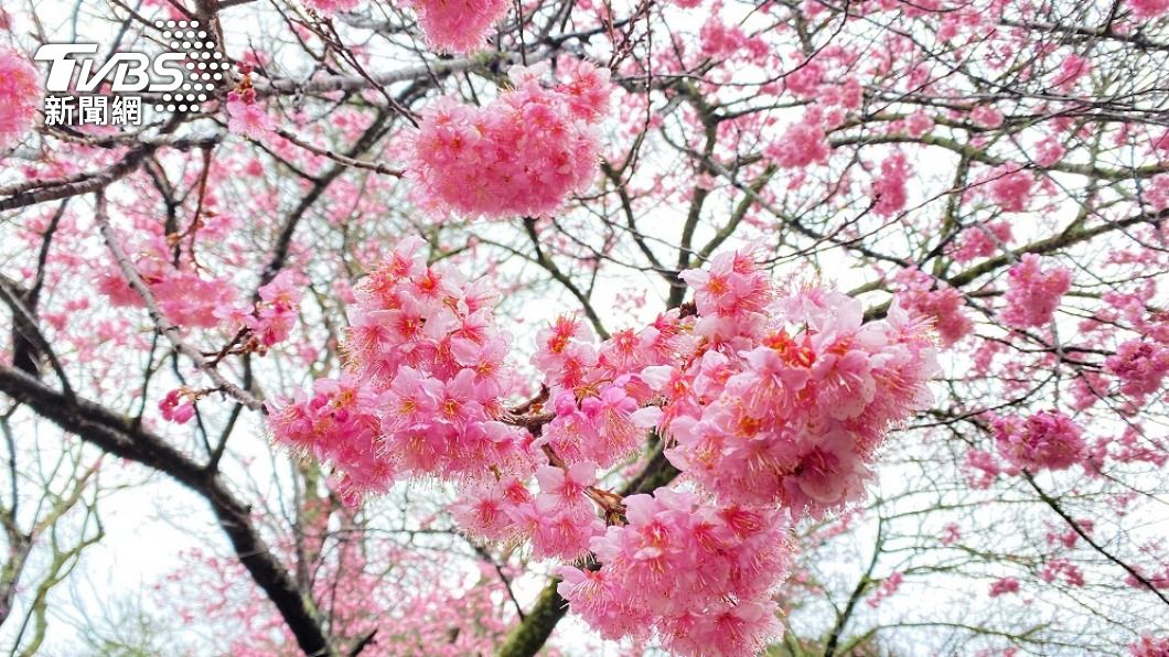 武陵櫻花祭2/12開跑!總量交通管制、公共運輸怎麼搭一次看
